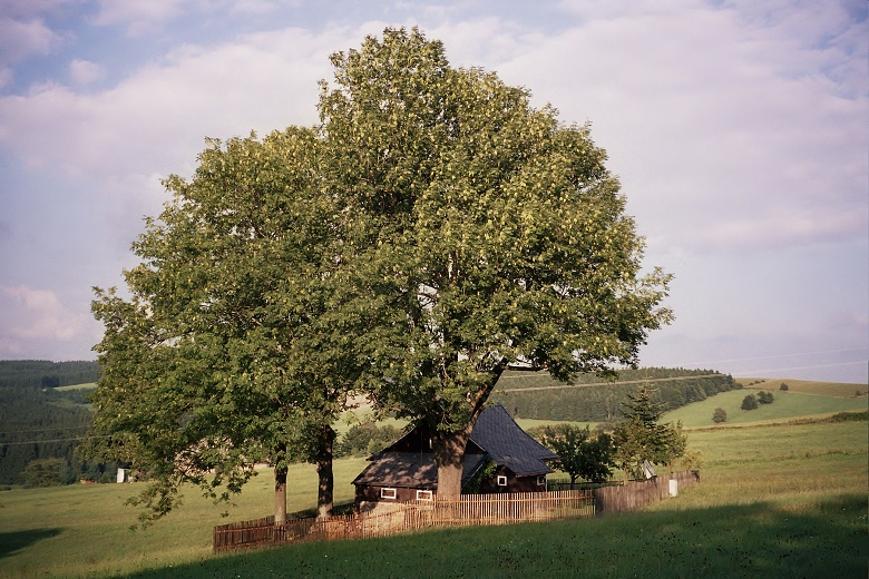 img00011.jpg